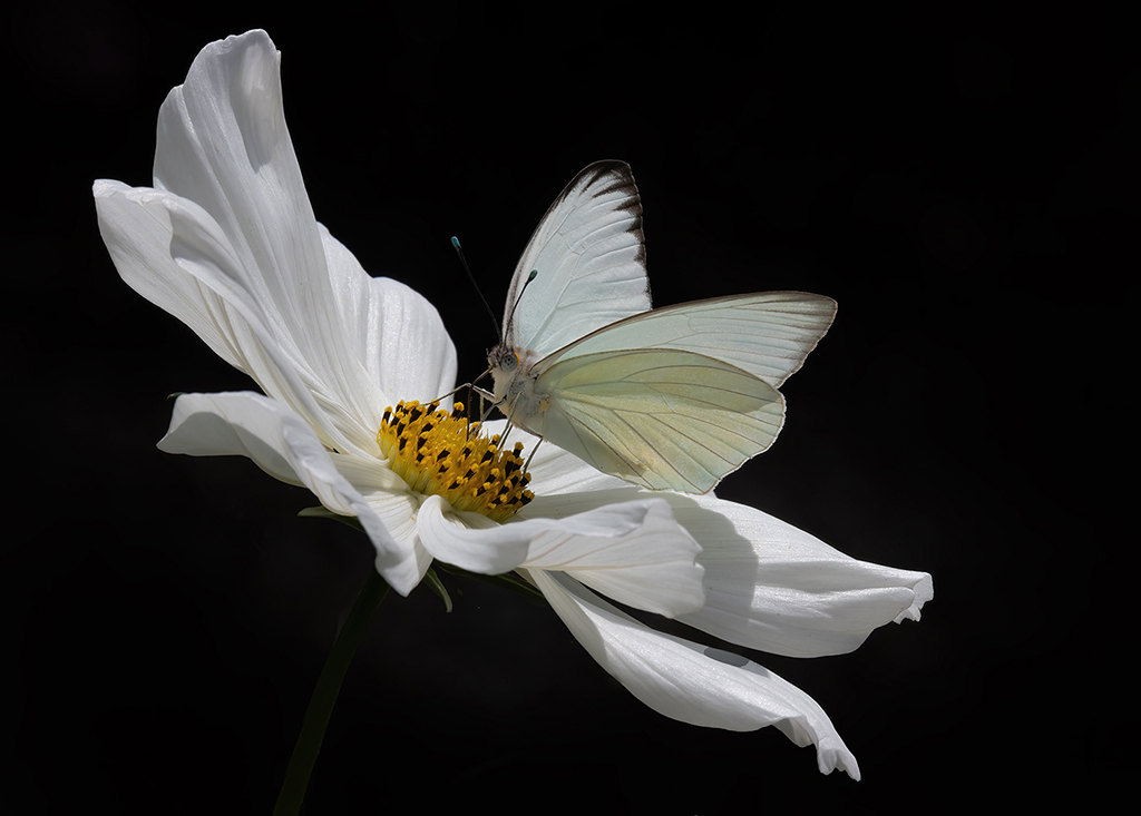Petals and Wings by Barbara Dunn (Group 13)